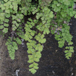 Adiantum capillus-veneris