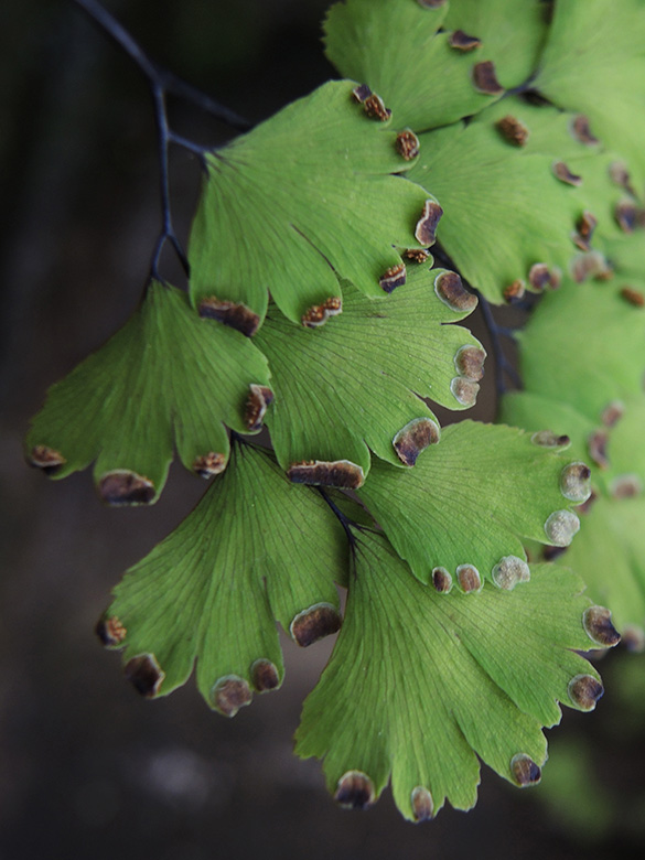 Adiantum capillus-veneris
