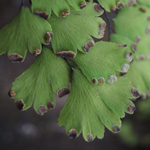 Adiantum capillus-veneris