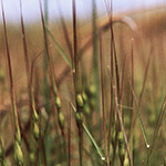 Aegilops heldreichii