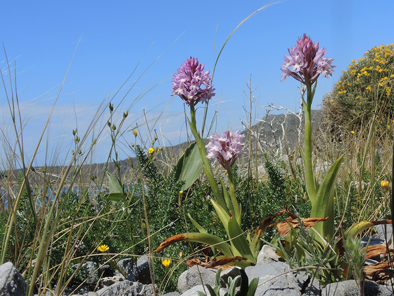 Anacamptis pyramidalis