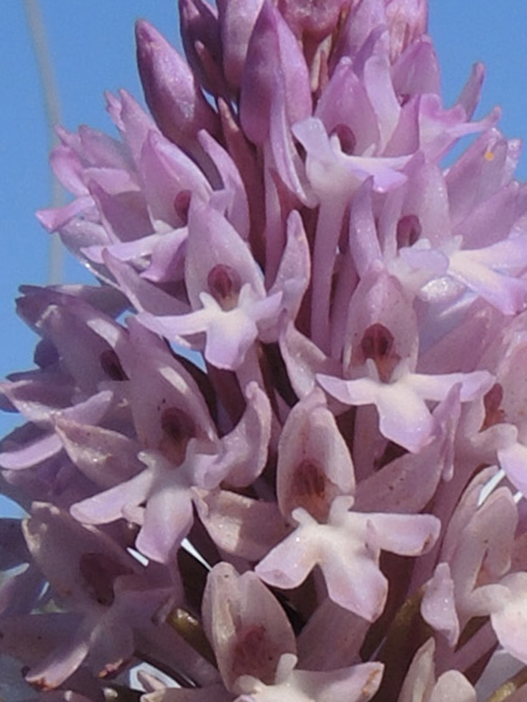 Anacamptis pyramidalis