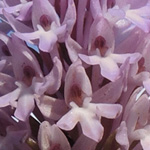 Anacamptis pyramidalis