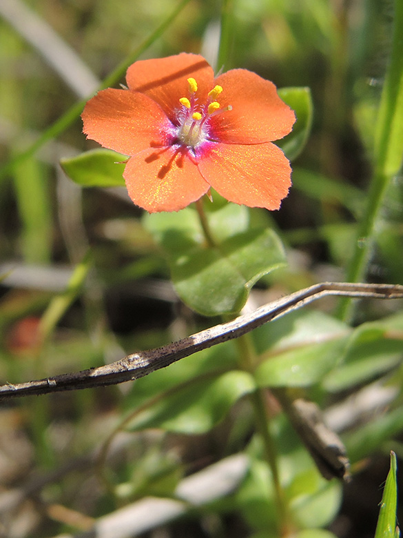 Anagallis arvensis