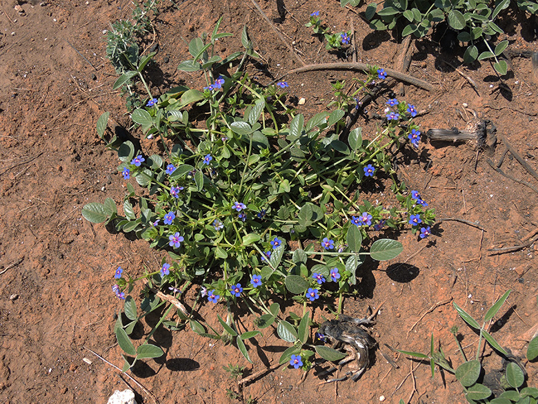 Anagallis arvensis