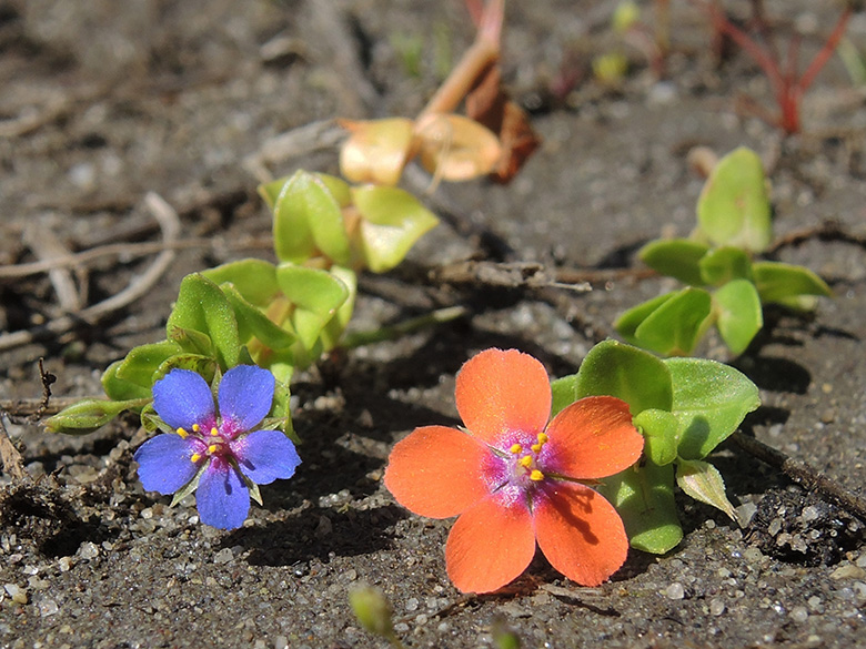 Anagallis foemina arvensis
