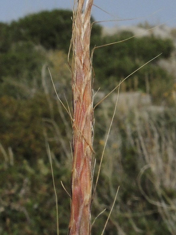Andropogon distachyos
