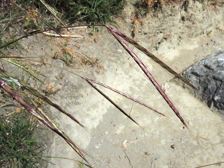 Andropogon distachyos