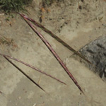 Andropogon distachyos