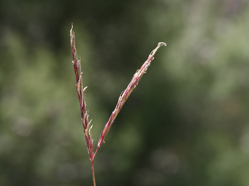 Andropogon dstachyos