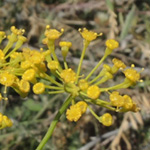 Anethum graveolens