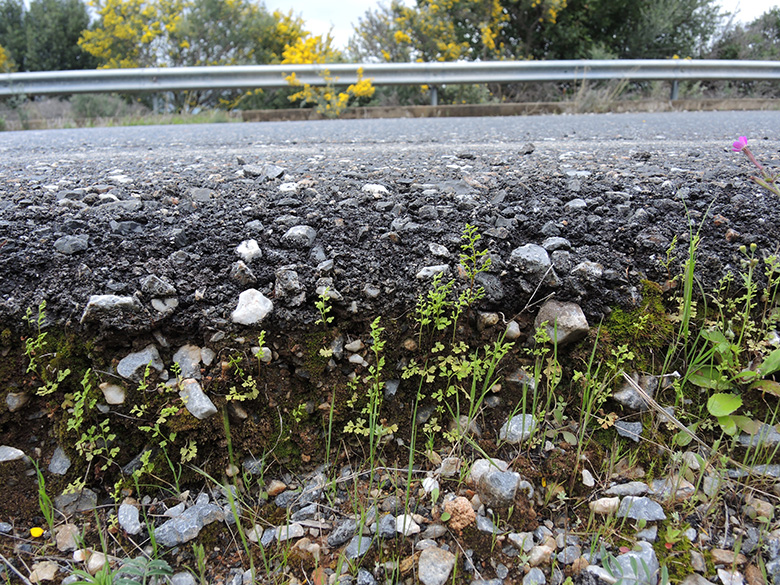 Anogramma leptophylla