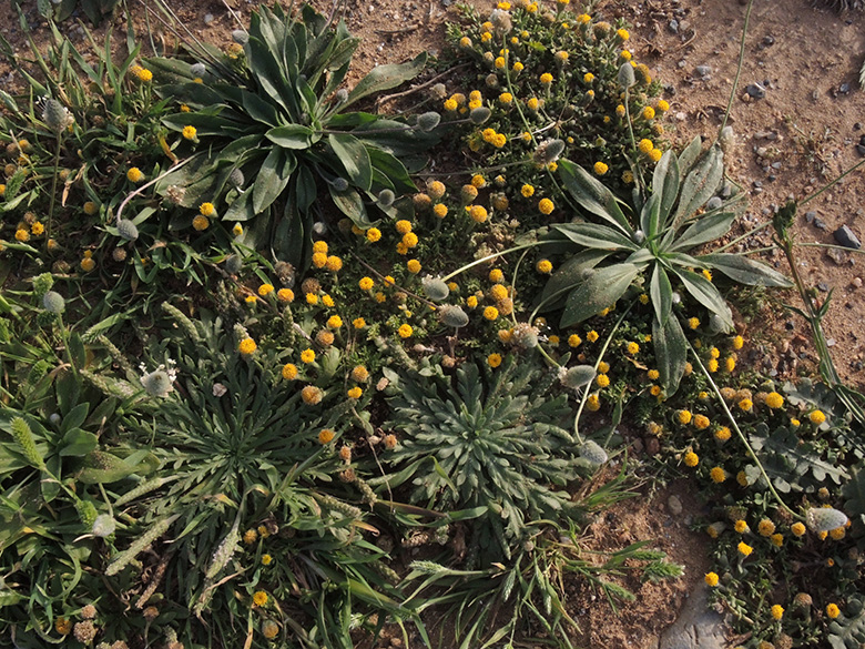 Anthemis rigida rigida
