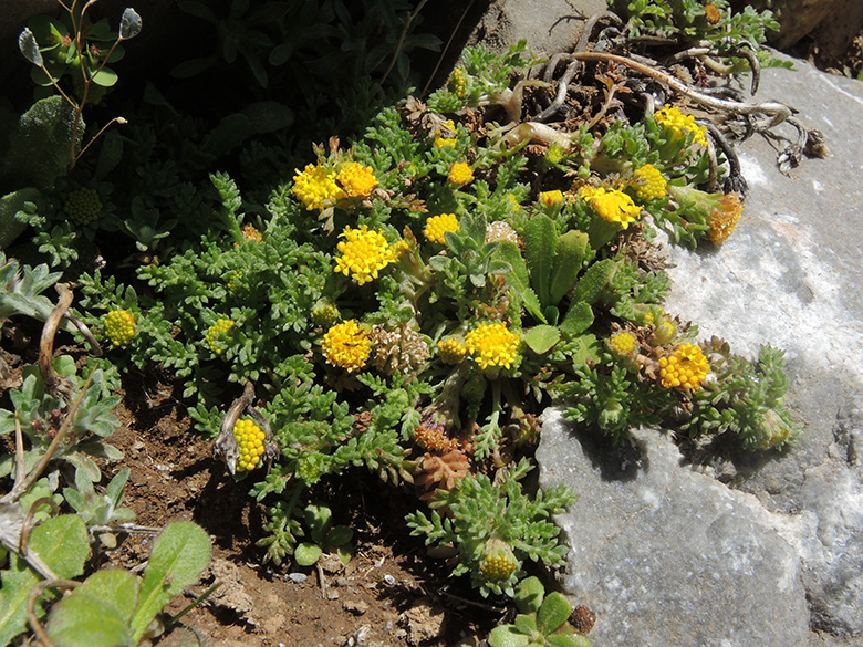 Anthemis rigida