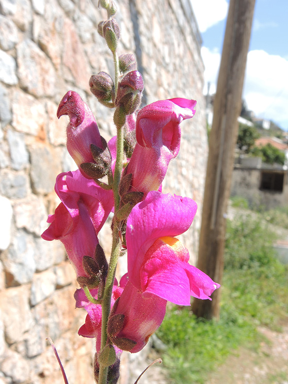 L&ouml;wenm&auml;ulchen