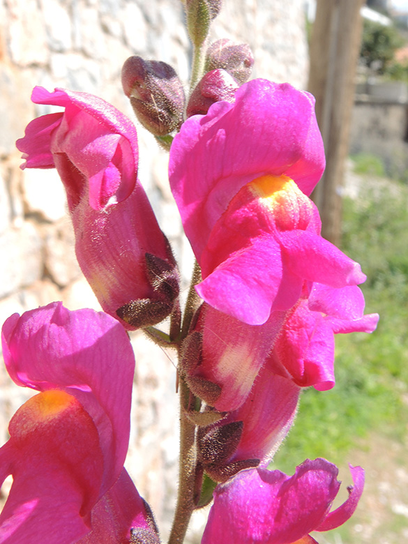 L&ouml;wenm&auml;ulchen