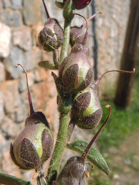 L&ouml;wenm&auml;ulchen