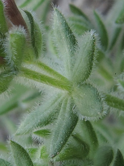 Asperula arcadiensis