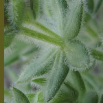 Asperula arcadiensis