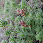 Asperula arcadiensis