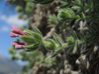 Asperula arcadiensis