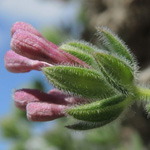 Asperula arcadiensis