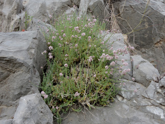 Asperula taygetea