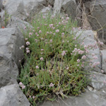 Asperula taygetea