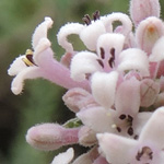 Asperula taygetea
