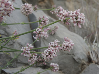 Asperula taygetea