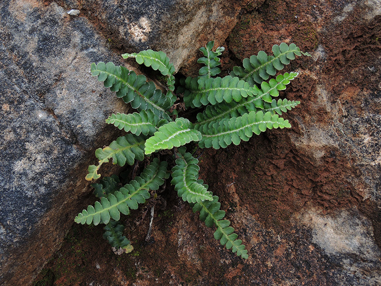 Asplenium ceterach