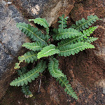 Ceterach officinalrum