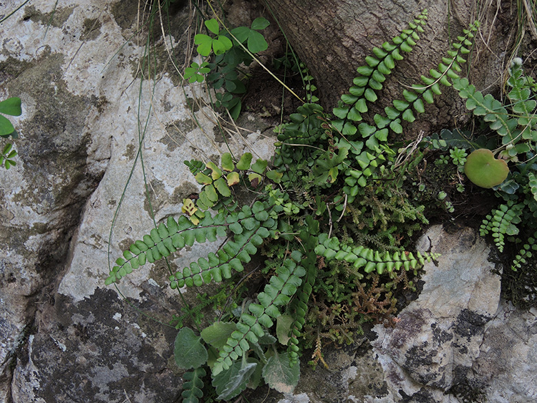 Asplenium trichomanes