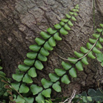 Asplenium trichomanes