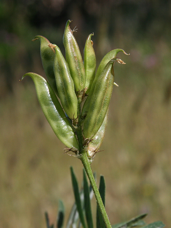 Astragalus boeticus
