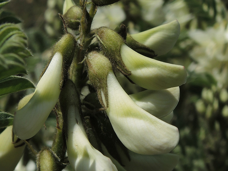 Astragalus lusitanicus