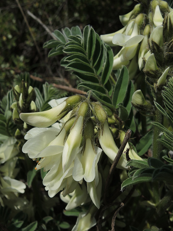 Astragalus lusitanicus