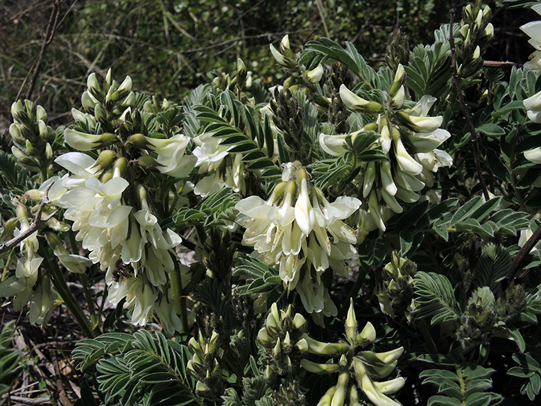 Astragalus lusitanicus