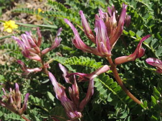 Astragalus monspeliensis