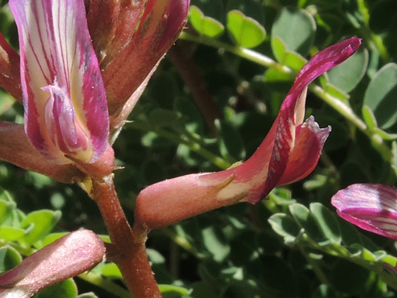 Astragalus monspeliensis