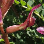 Astragalus monspessulanus