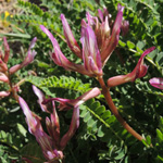Astragalus monspessulanus
