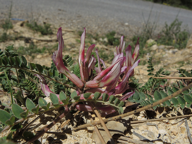 Astragalus monspeliensis