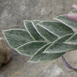 Astragalus spruneri