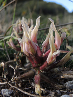 Astragalus monspessulanus