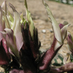 Astragalus suberosus haarbachii