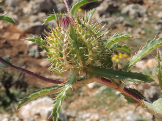 Atractylis cancellata