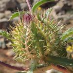 Atractylis cancellata