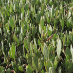 Halimione portulacoides