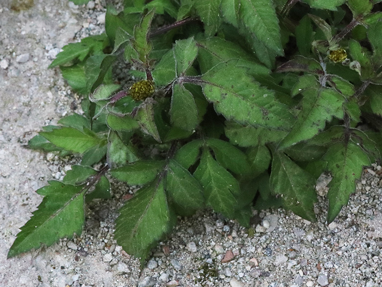 Bidens tripartitus